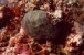Corail  bulle