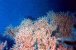 Alcyonaire ramifi