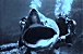 le requin pelerin