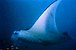 la raie manta ou diable de mer