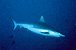 le requin gris de rcif