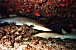 le requin nourrice