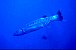 Le barracuda