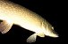 Le brochet