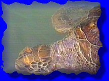Une tortue d'levage