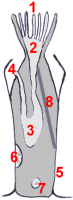 coupe d'un bryozoaire