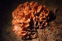 La Rose de mer