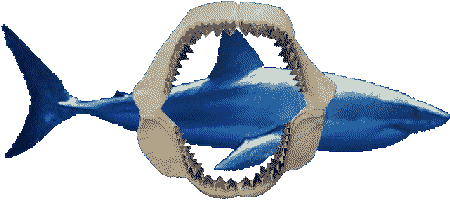 Requin blanc de 6 mtres et machoire reconstitue d'un Mgalodon de 20 mtres