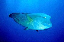 Poisson Napolon